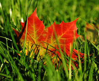 colorful leaf on a lawn